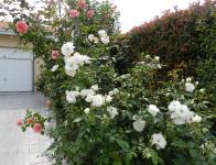 Fleurs 2014