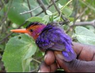 Oiseaux