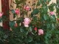DSCF4794