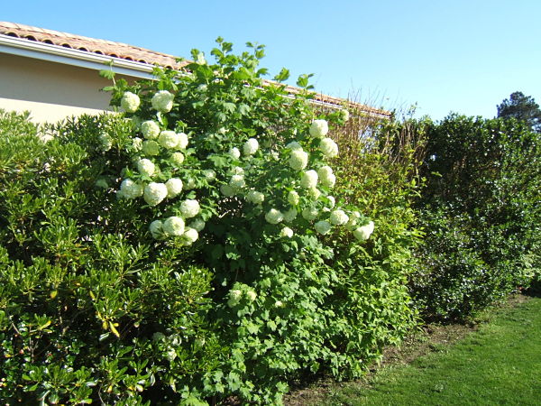 DSCF4643