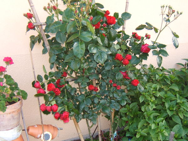 DSCF4795