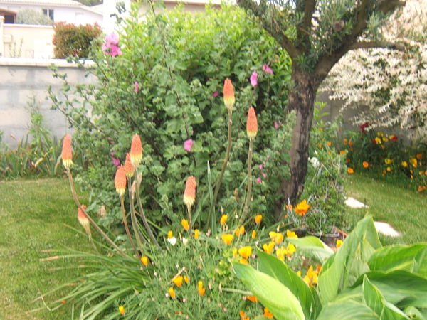 DSCF4810