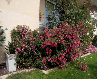 Mon FuSHIA